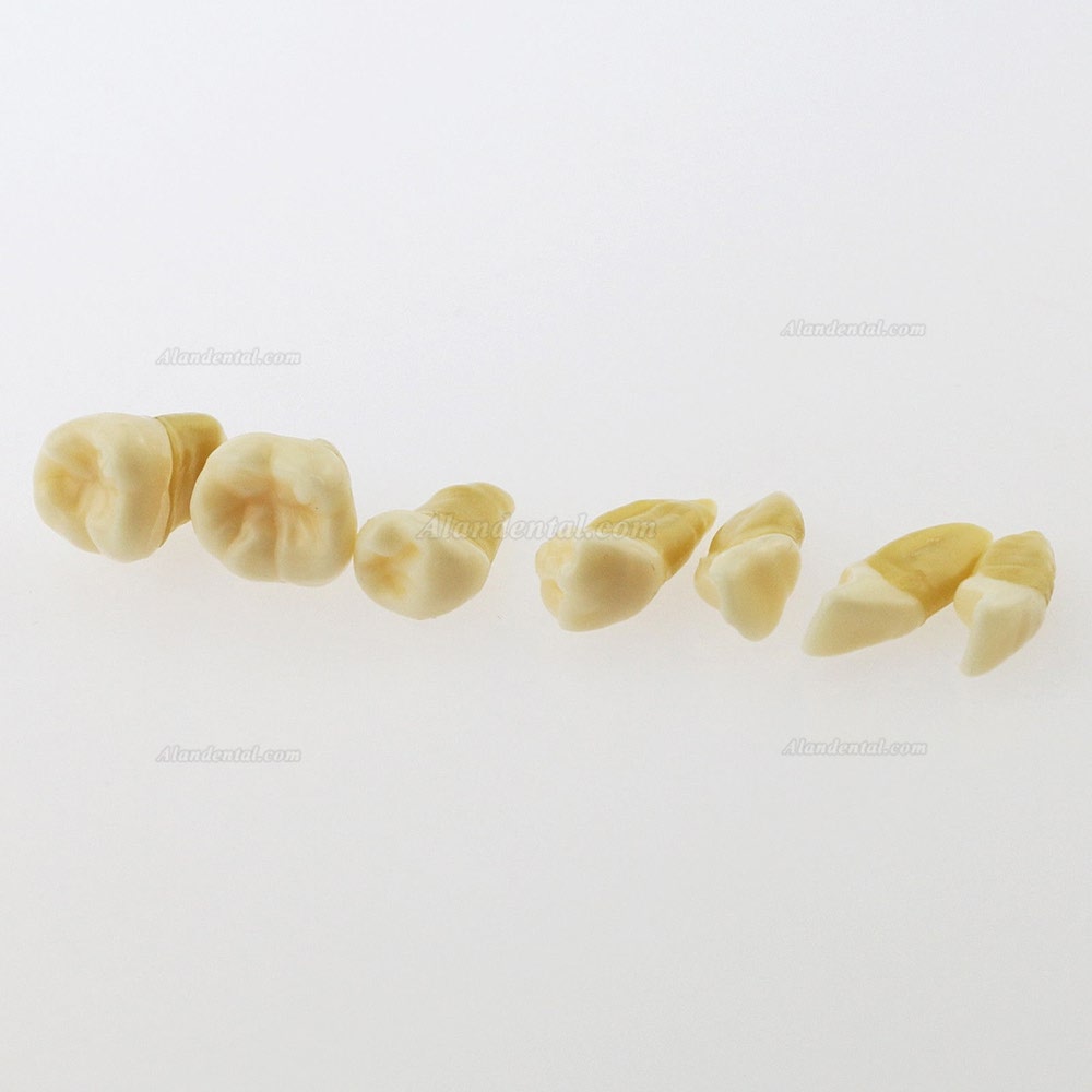 1 Pcs Dental Teeth Model With 28 Pcs Removable Teeth Study Teach Standard Model 4004