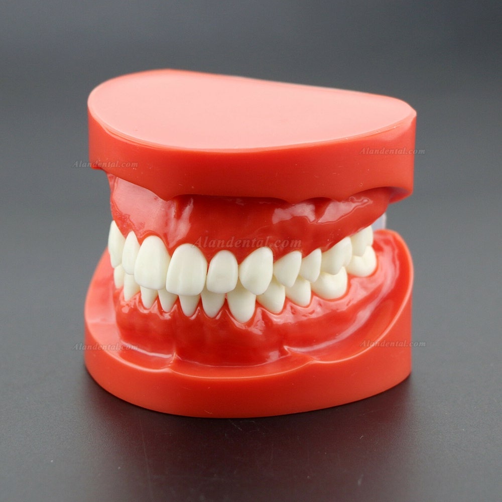 Dental Teach Study Adult Standard Typodont Demonstration Teeth Model 7004 Red