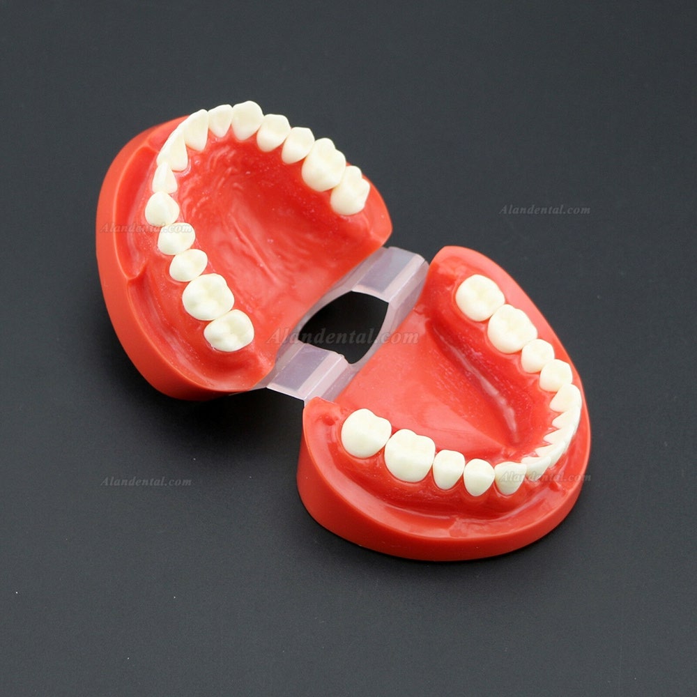 Dental Teach Study Adult Standard Typodont Demonstration Teeth Model 7004 Red