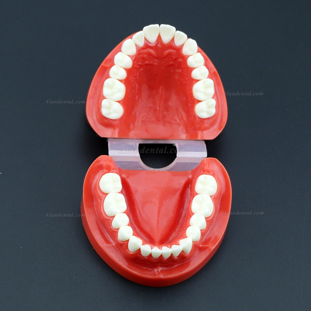 Dental Teach Study Adult Standard Typodont Demonstration Teeth Model 7004 Red