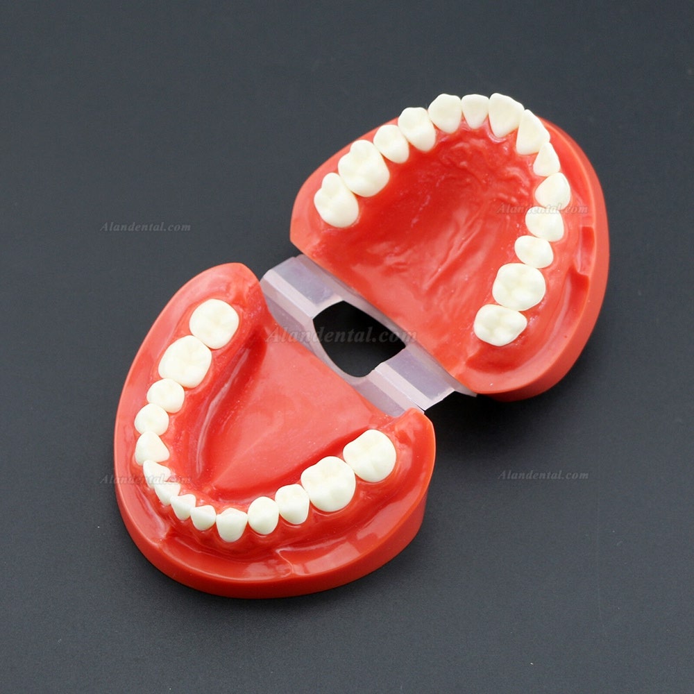 Dental Teach Study Adult Standard Typodont Demonstration Teeth Model 7004 Red