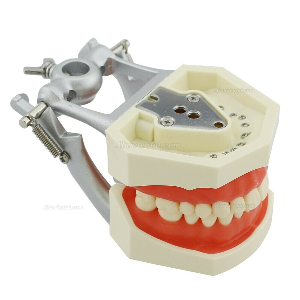 Kilgore NISSIN Style Dental Typodont Model with 28pcs Removable Teeth M8011