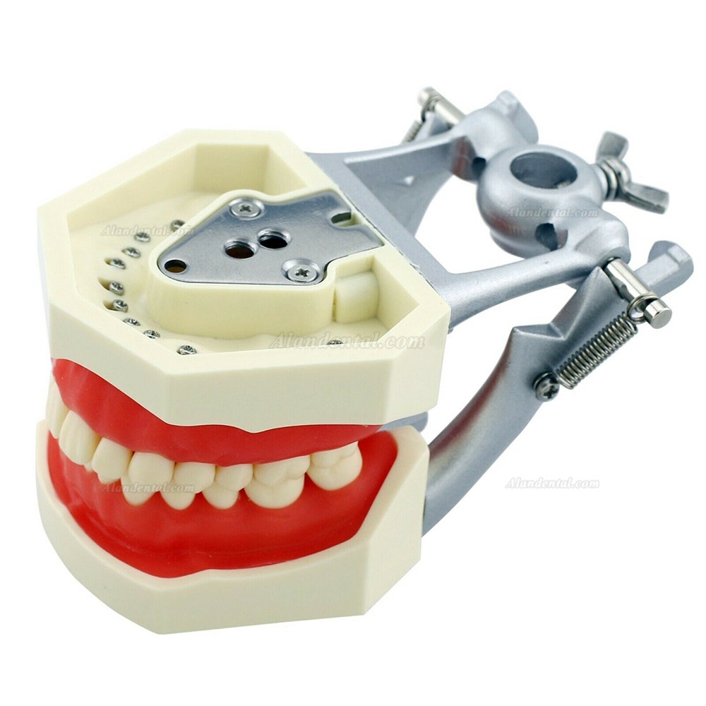 Kilgore NISSIN Style Dental Typodont Model with 28pcs Removable Teeth M8011