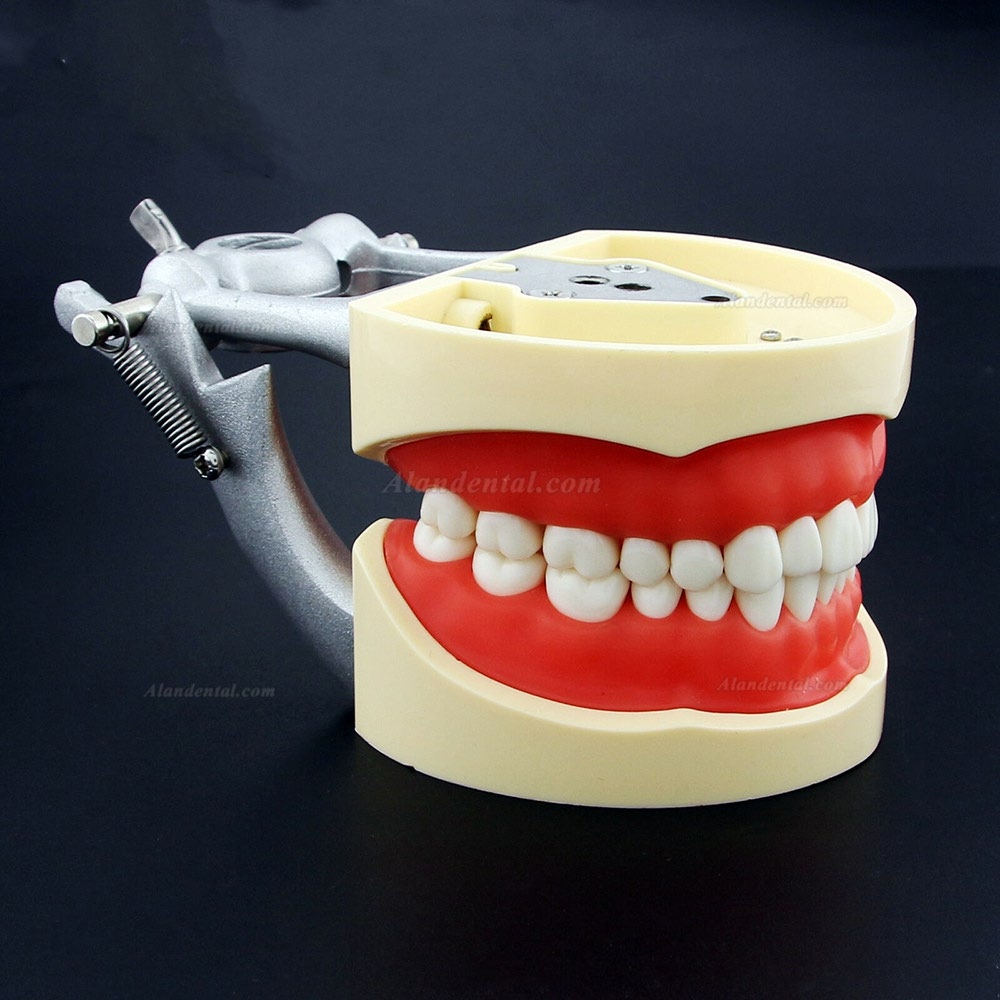 Buy Cheap Kilgore NISSIN 200 Type Dental Typodont Model with Removable