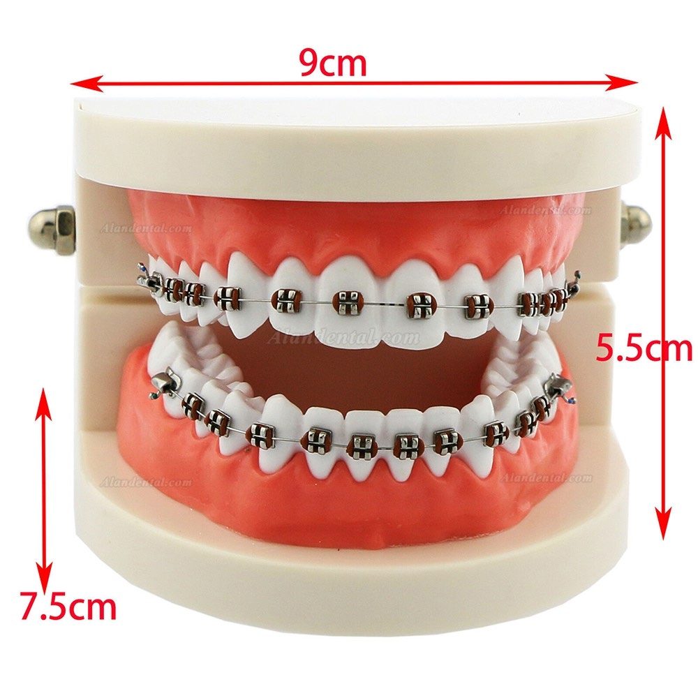 Dental Orthodontic Teeth Model + Metal Ceramic Bracket Tube Self-ligating Chain