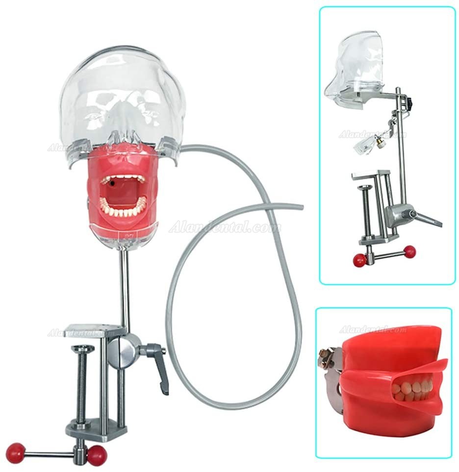 Dental Simulator Manikin Phantom Head Model Bench Mount 360-Degree Adjustment