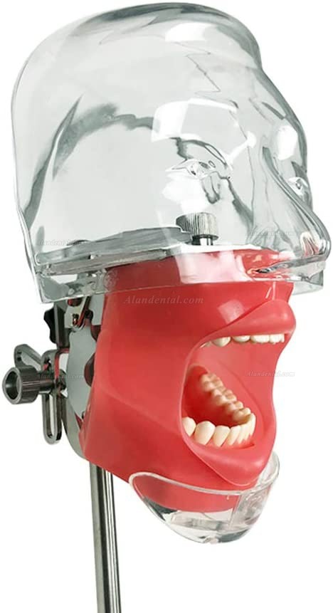 Dental Simulator Manikin Phantom Head Model Bench Mount 360-Degree Adjustment