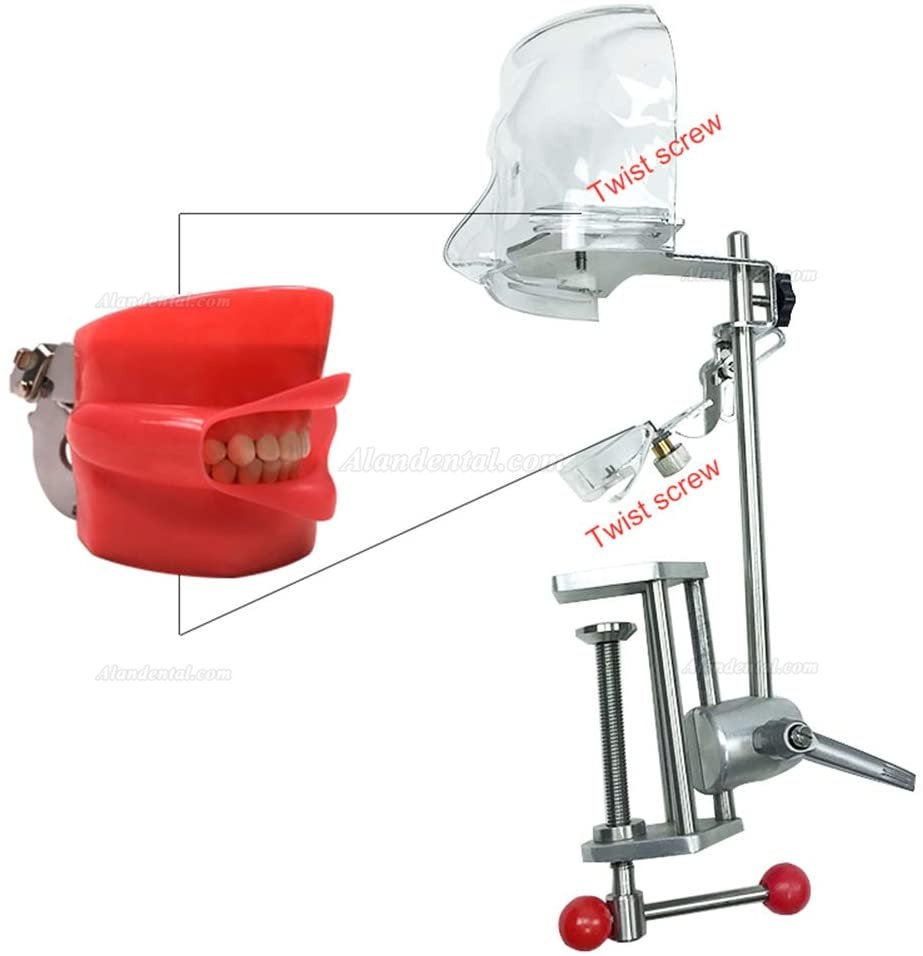 Dental Simulator Manikin Phantom Head Model Bench Mount 360-Degree Adjustment