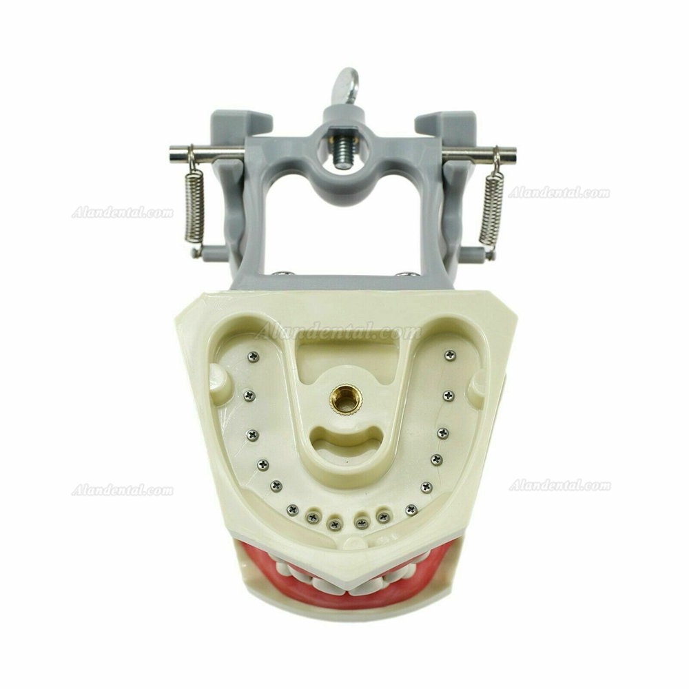 Dental Typodont Model With Pole Mount Practice 32 Pcs Teeth