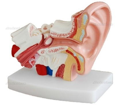 Desktop Ear Joint Model Medical Anatomy XC-303D