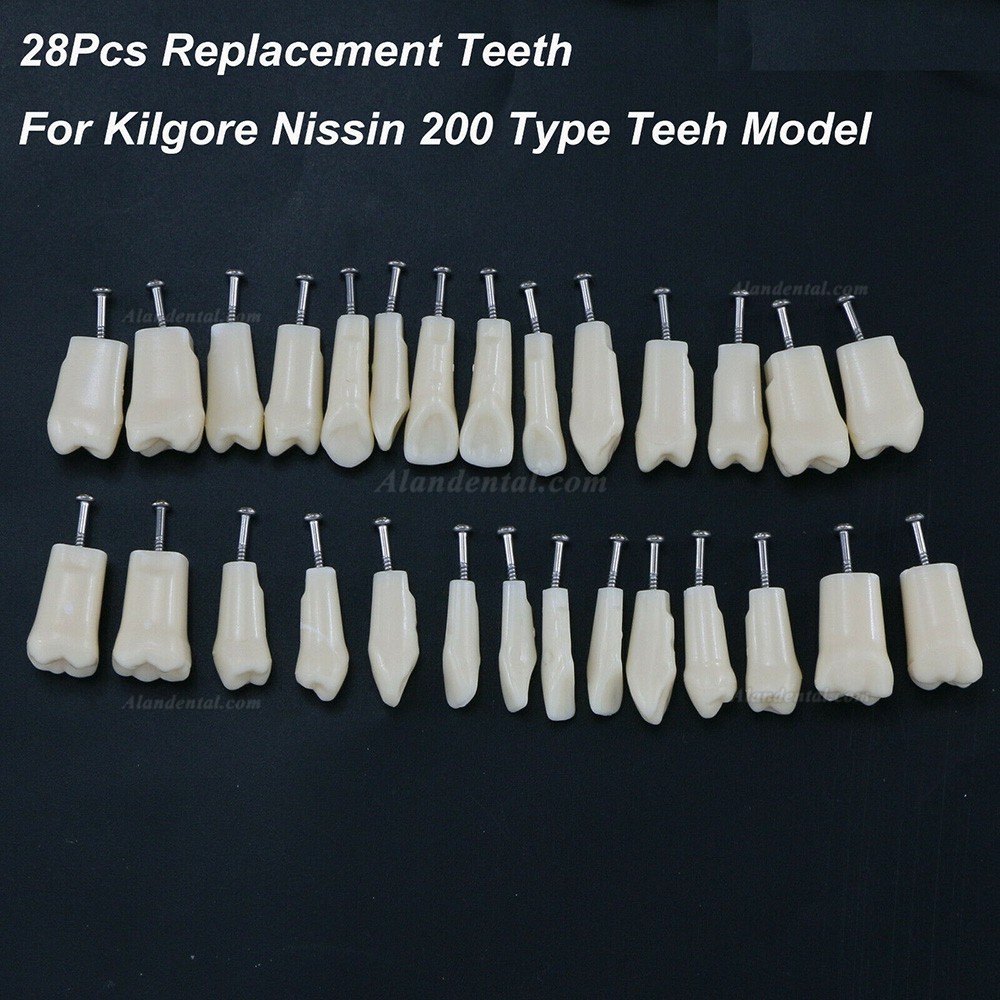 Dental Typodont Replacement Teeth M8024/M8025 Compatible Nissin Kilgore 200